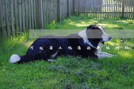 河北省土地违法举报网站 河北省土地违法举报网站