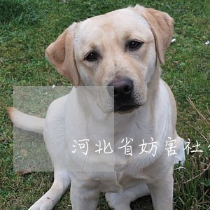 河北省妨害社会管理罪律师咨询 河北省妨害社会管理罪律师咨询