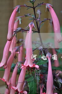 河北省律师咨询费用 河北省律师咨询费用