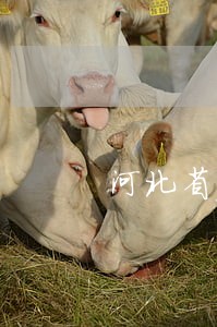 河北省房地产开发法规