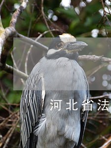 河北省法院刑庭庭长 河北省法院刑庭庭长