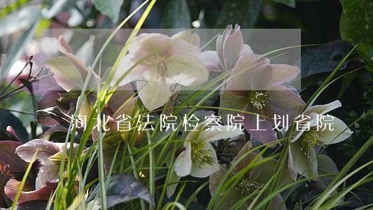 河北省法院检察院上划省院 河北省法院检察院上划省院