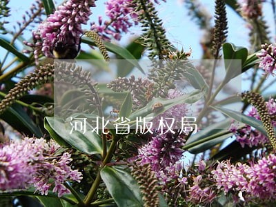 河北省版权局 河北省版权局