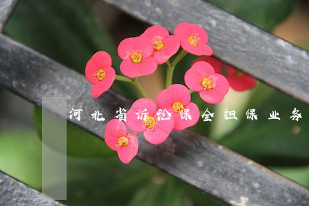 河北省诉讼保全担保业务 河北省诉讼保全担保业务
