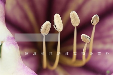 河北省违法建筑物处置办法