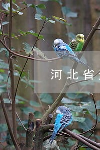河北省逾期申报