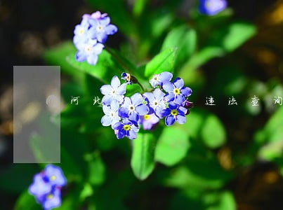 河北省驾驶人违法查询系统 河北省驾驶人违法查询系统