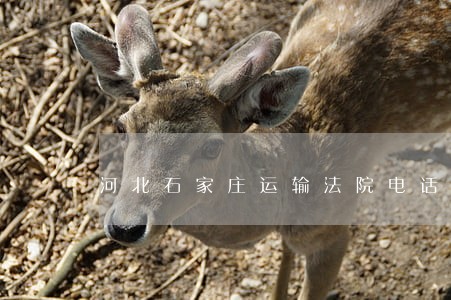 河北石家庄运输法院电话号码