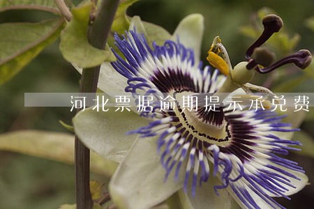 河北票据逾期提示承兑费用 河北票据逾期提示承兑费用