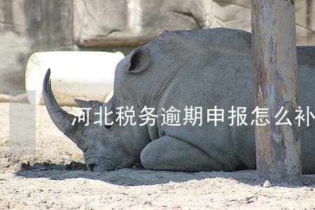河北税务逾期申报怎么补救 河北税务逾期申报怎么补救