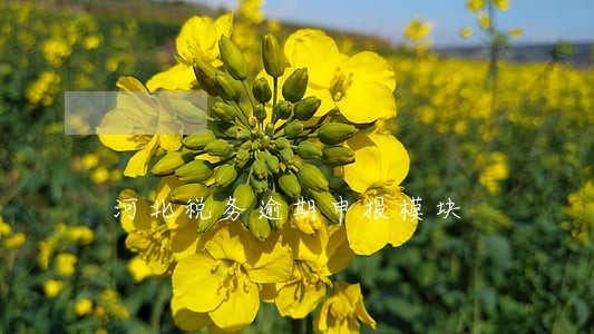 河北税务逾期申报模块 河北税务逾期申报模块