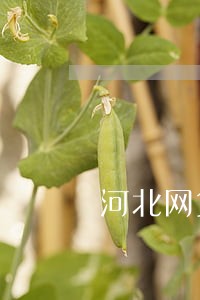 河北网贷逾期暂时还不上怎么办 河北网贷逾期暂时还不上怎么办