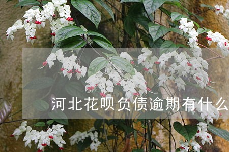 河北花呗负债逾期有什么后果 河北花呗负债逾期有什么后果