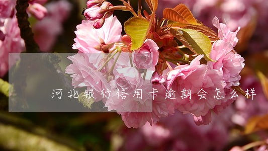 河北银行信用卡逾期会怎么样 河北银行信用卡逾期会怎么样
