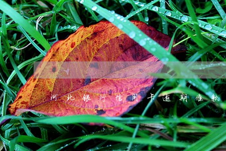 河北银行信用卡逾期催款 河北银行信用卡逾期催款