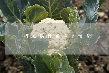 河北银行借记卡逾期 河北银行借记卡逾期
