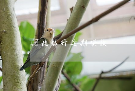 河北银行逾期贷款