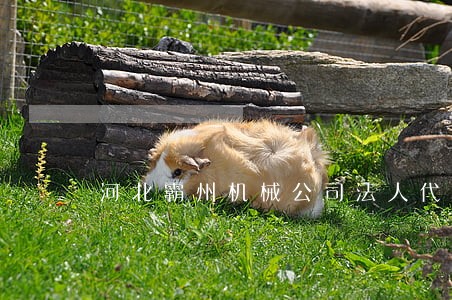 河北霸州机械公司法人代表 河北霸州机械公司法人代表