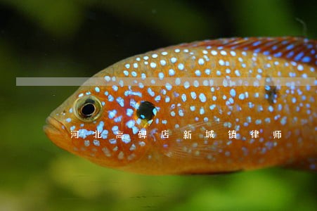 河北高碑店新城镇律师 河北高碑店新城镇律师