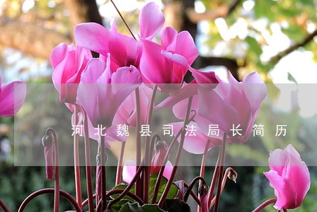 河北魏县司法局长简历