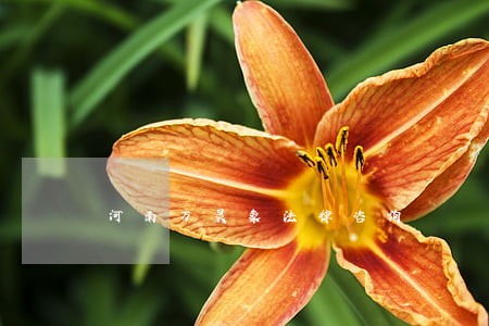 河南万灵象法律咨询 河南万灵象法律咨询