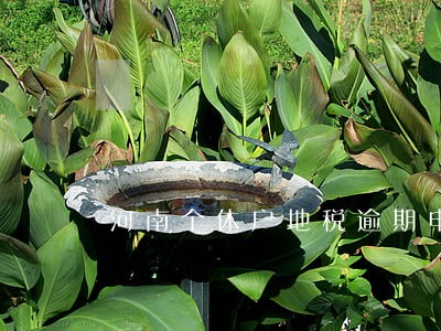 河南个体户地税逾期申报怎么办 河南个体户地税逾期申报怎么办