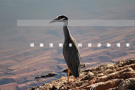 河南信用卡网贷逾期债务优化 河南信用卡网贷逾期债务优化