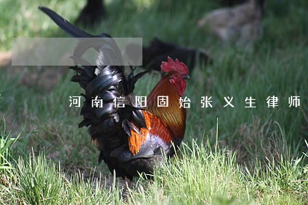 河南信阳固始张义生律师个人网站