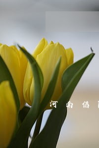 河南信阳张楠楠律师网 河南信阳张楠楠律师网