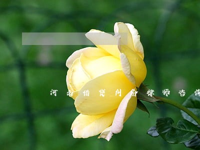 河南借贷纠纷律师咨询 河南借贷纠纷律师咨询