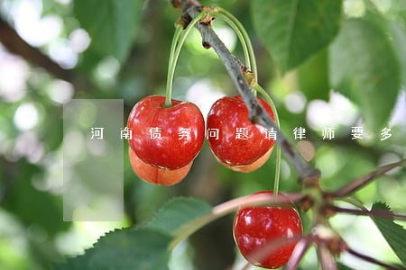河南债务问题请律师要多少钱 河南债务问题请律师要多少钱