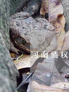 河南债权法律咨询哪家好 河南债权法律咨询哪家好