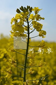 河南农信信用卡逾期一天上征信 河南农信信用卡逾期一天上征信