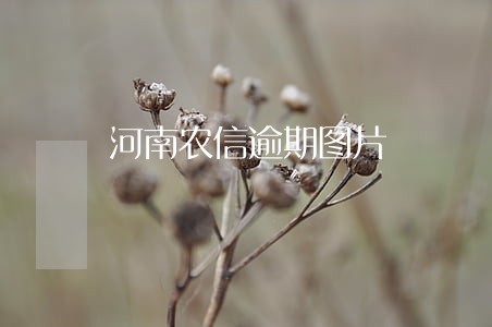 河南农信逾期图片 河南农信逾期图片