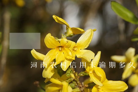 河南农村信用卡逾期多久上征信 河南农村信用卡逾期多久上征信