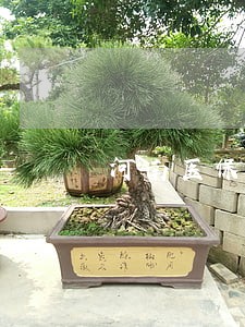 河南医保逾期缴纳
