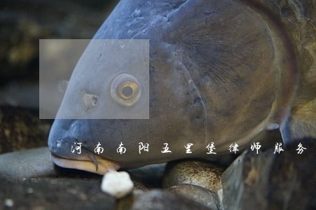 河南南阳五里堡律师服务团 河南南阳五里堡律师服务团