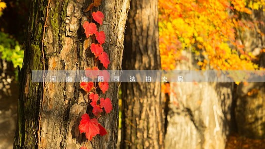 河南南阳司法拍卖房