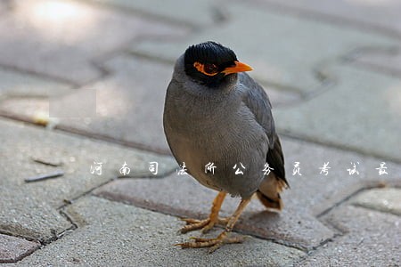 河南司法所公务员考试最新消息 河南司法所公务员考试最新消息
