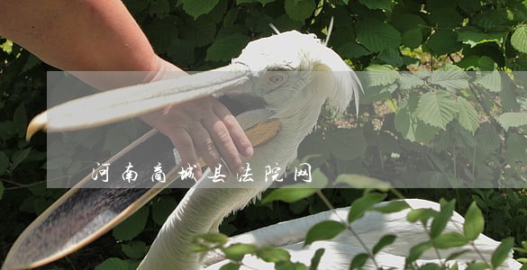 河南商城县法院网 河南商城县法院网