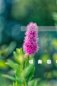 河南国地税逾期未申报罚款