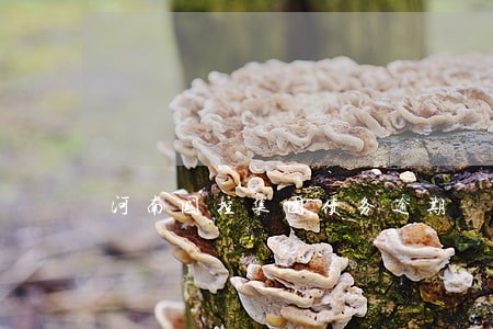 河南国控集团债务逾期 河南国控集团债务逾期