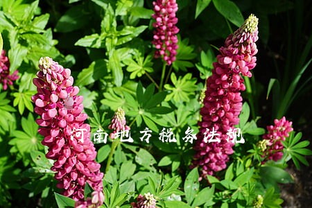 河南地方税务法规