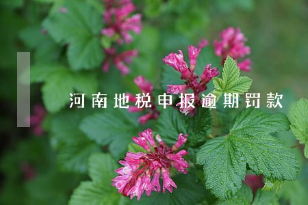 河南地税申报逾期罚款 河南地税申报逾期罚款