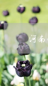 河南婚姻家事专职律师 河南婚姻家事专职律师