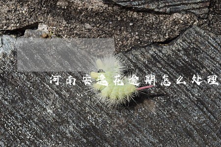 河南安逸花逾期怎么处理 河南安逸花逾期怎么处理