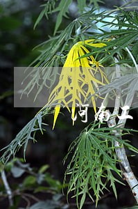 河南工伤法律咨询热线 河南工伤法律咨询热线