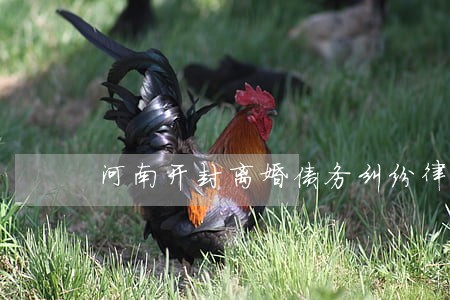 河南开封离婚债务纠纷律师哪个好 河南开封离婚债务纠纷律师哪个好