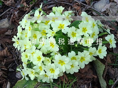 河南得税逾期申报 河南得税逾期申报