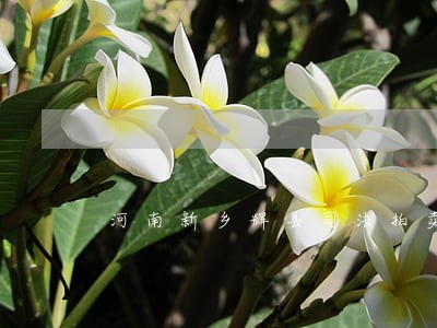 河南新乡辉县司法拍卖 河南新乡辉县司法拍卖